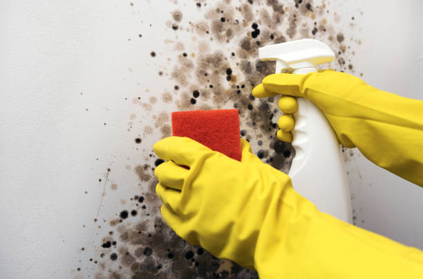 Best Certified Mold Removal  in Thorndale, PA