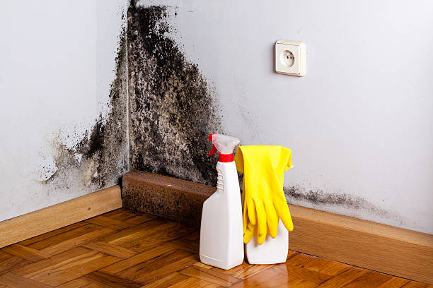 Best Mold Cleaning Services  in Thorndale, PA