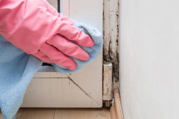 Best Professional Mold Removal  in Thorndale, PA